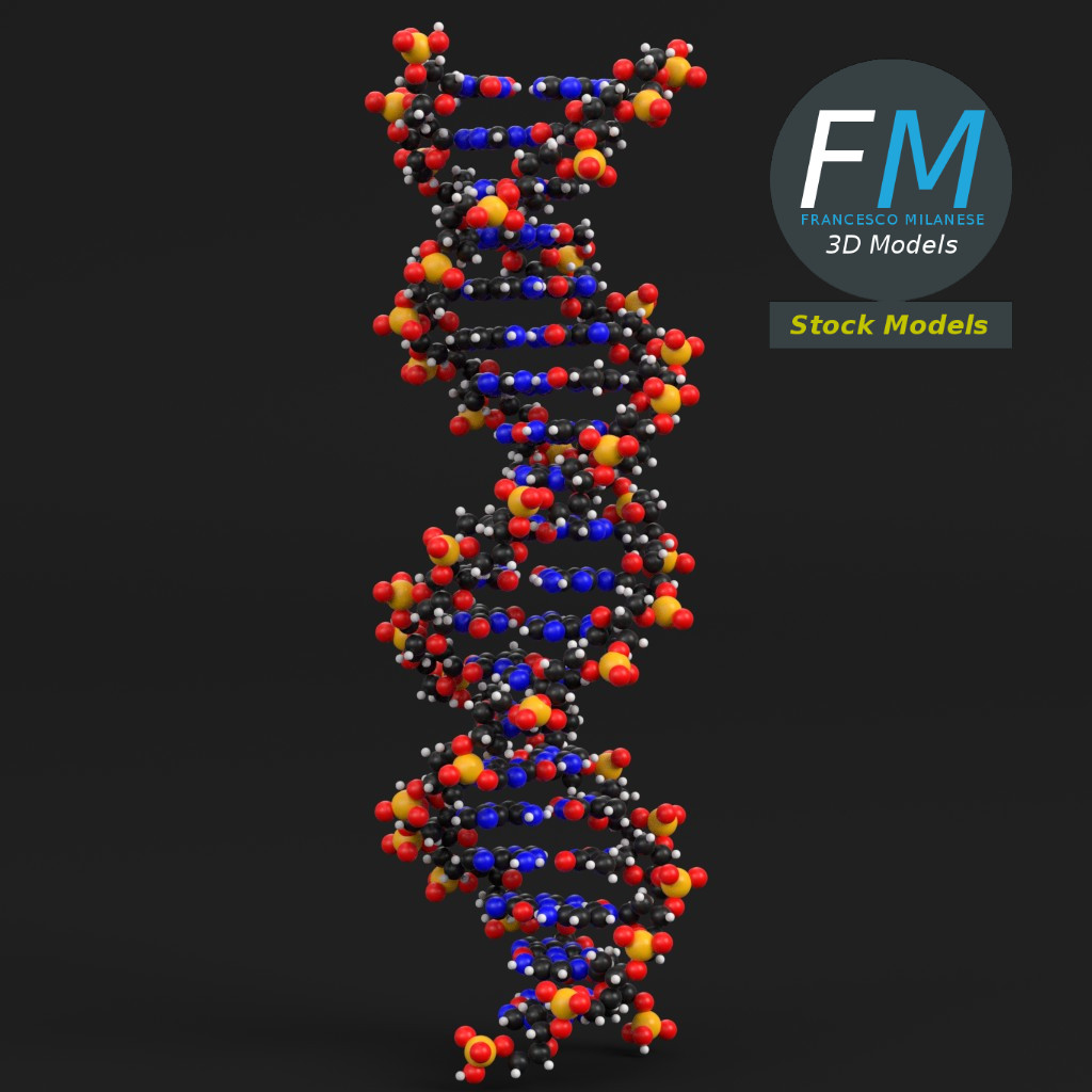 3D-Modell - DNA-Moleküle - 01