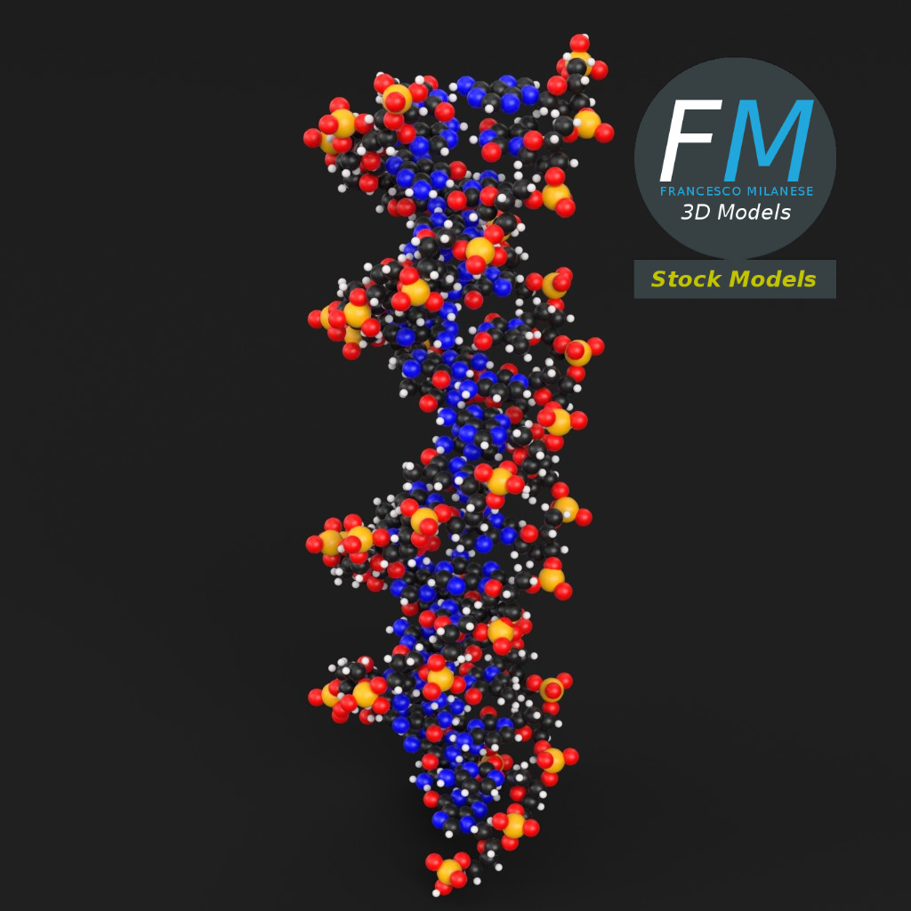 3D-Modell - DNA-Moleküle - 02