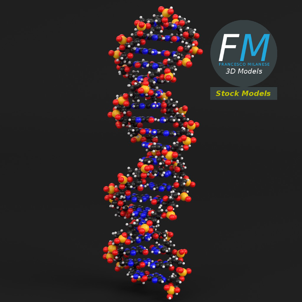 3D-Modell - DNA-Moleküle - 03