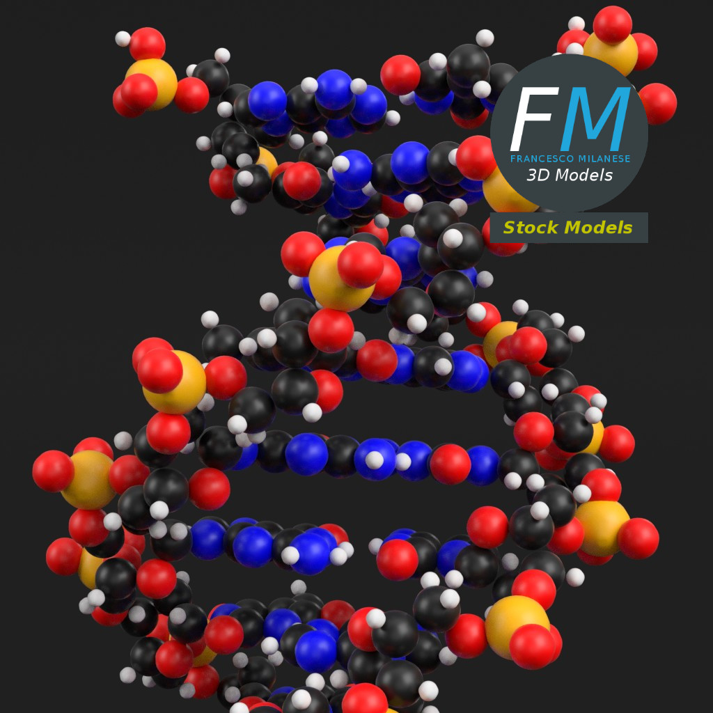 3D-Modell - DNA-Moleküle - 04
