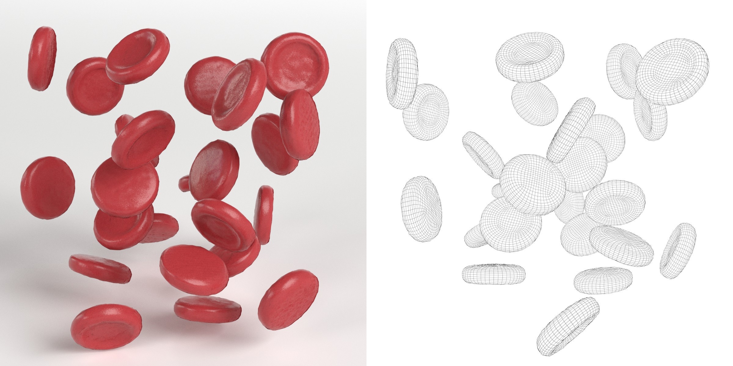 3D-Modell - Rote Blutkörperchen