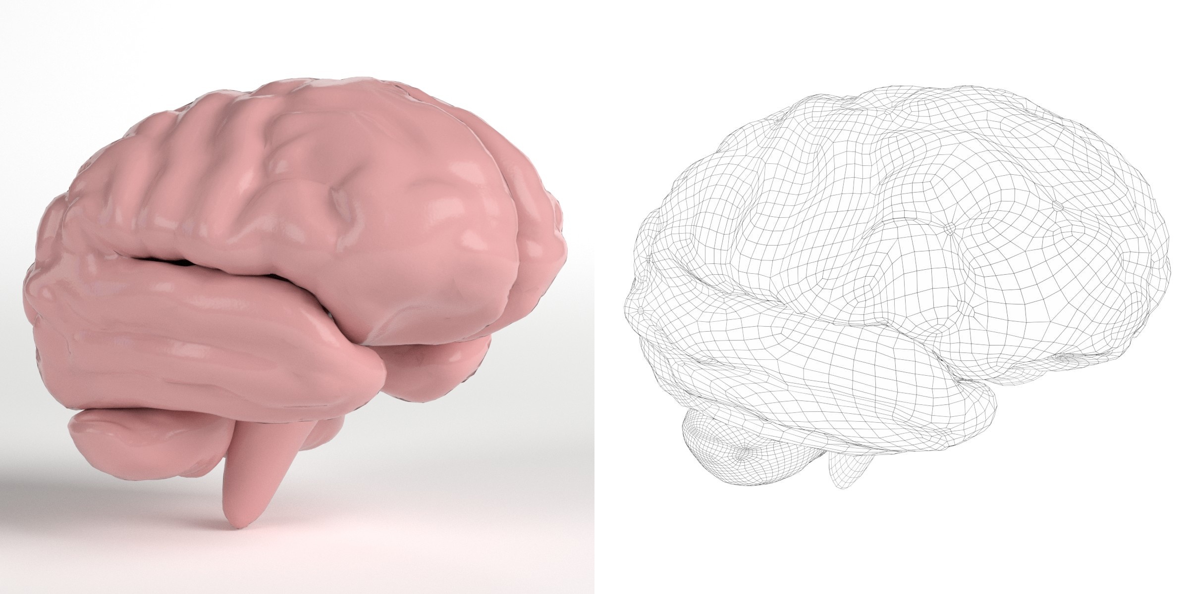 3D-Modell - Stilisiertes Menschliches Gehirn
