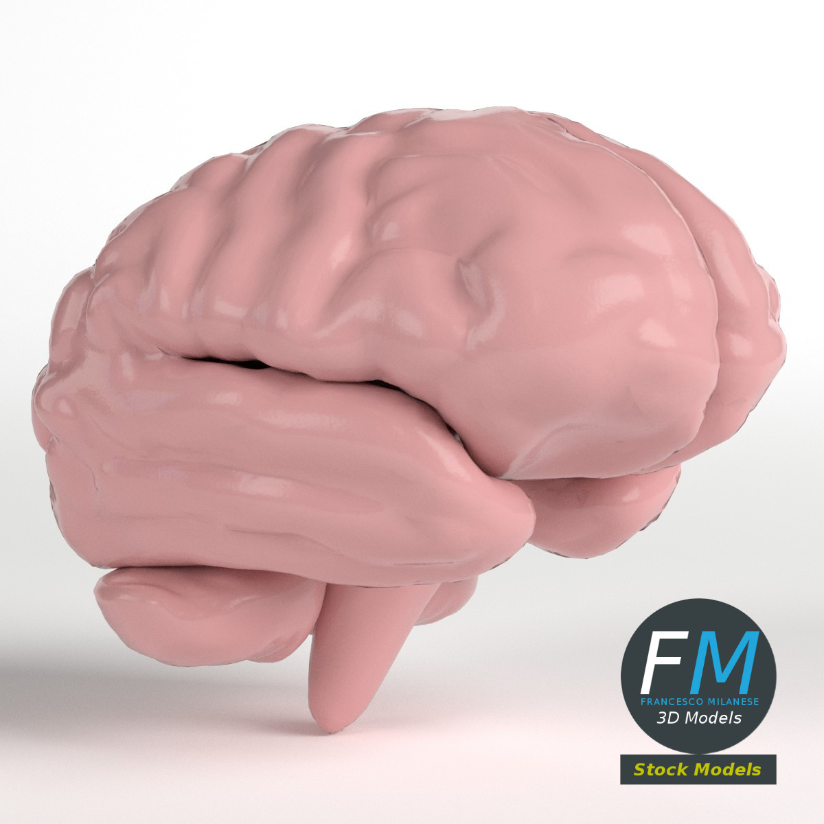 3D-Modell - Stilisiertes Menschliches Gehirn - 01