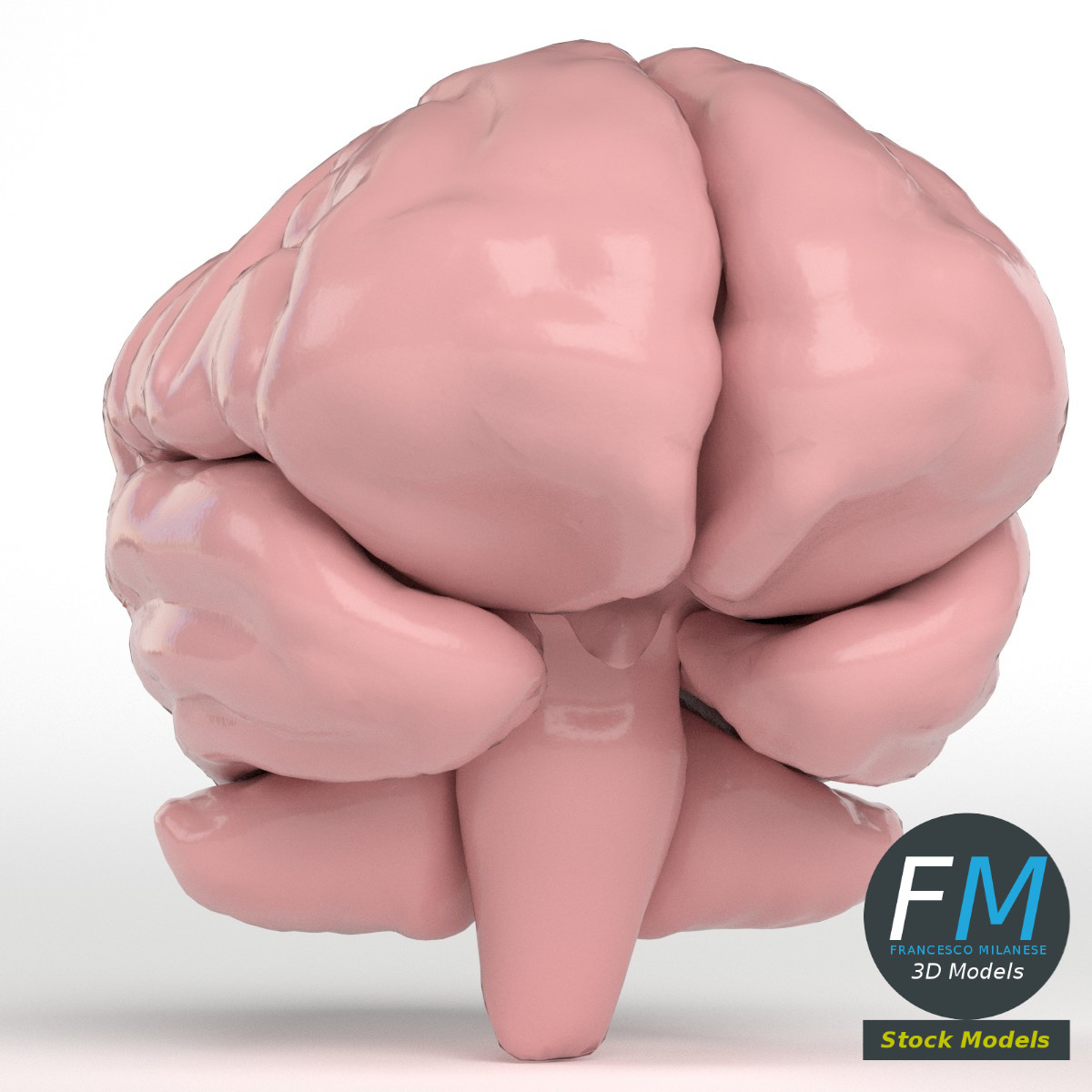 3D-Modell - Stilisiertes Menschliches Gehirn - 02