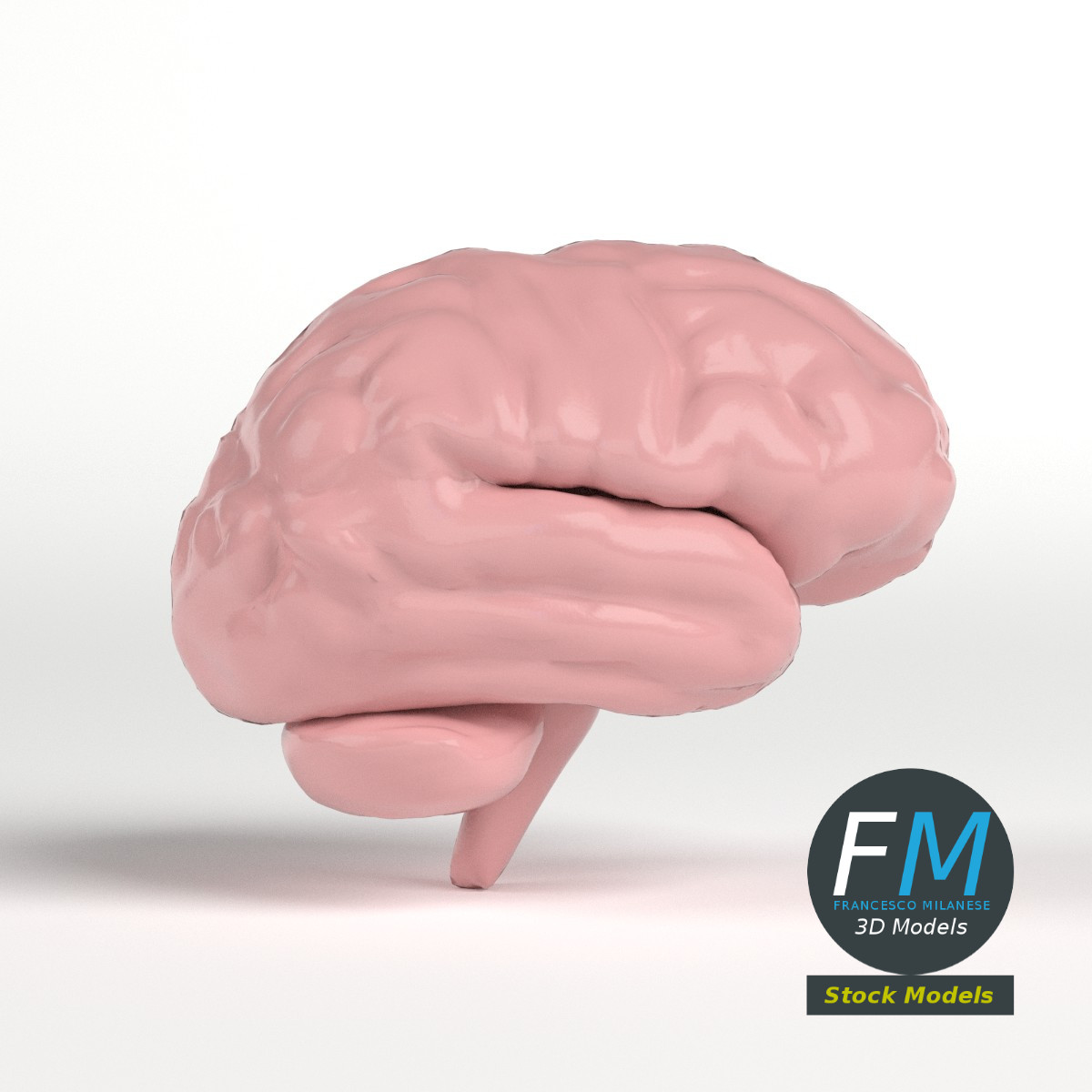 3D-Modell - Stilisiertes Menschliches Gehirn - 04