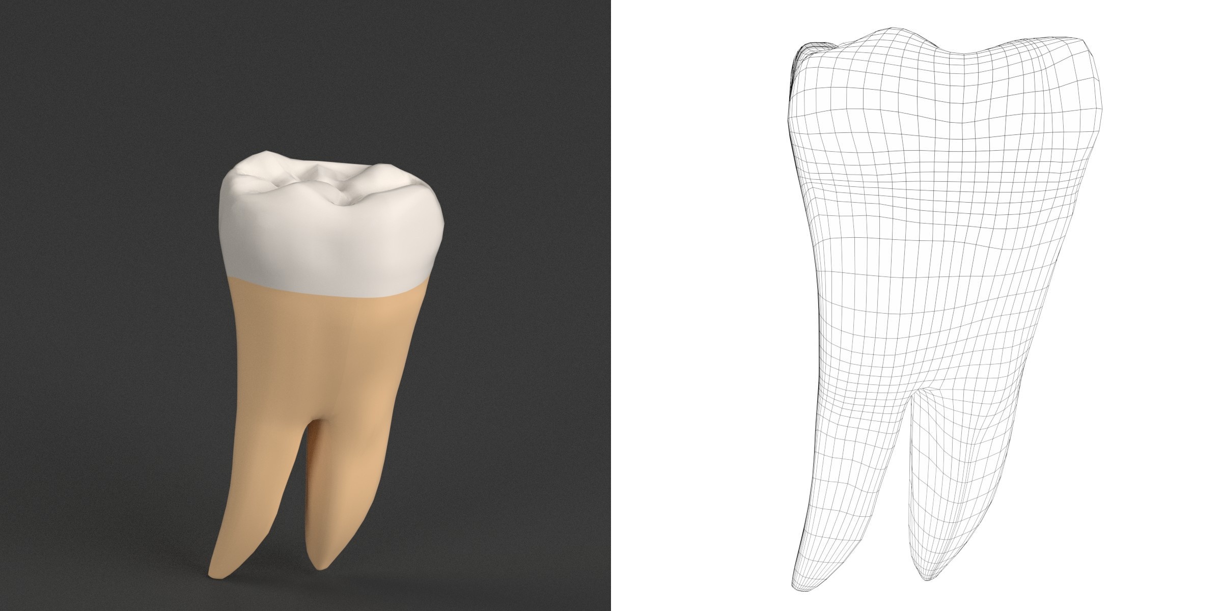3D-Modell - Stilisierter Menschlicher Erster Molar