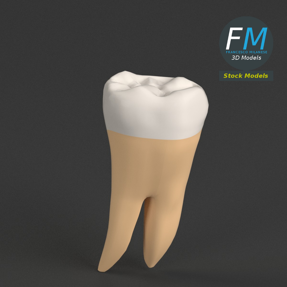 3D-Modell - Stilisierter Menschlicher Erster Molar - 01