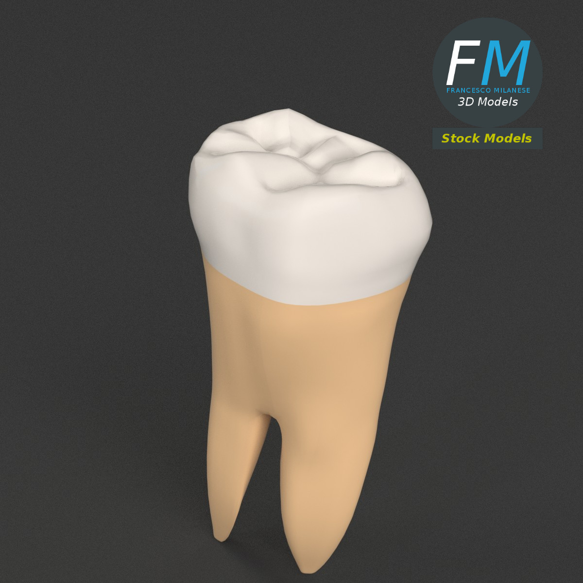 3D-Modell - Stilisierter Menschlicher Erster Molar - 02