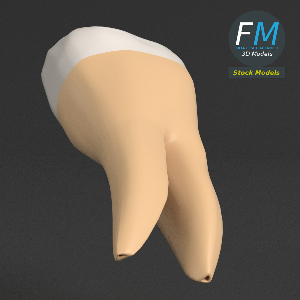 3D-Modell - Stilisierter Menschlicher Erster Molar - 03