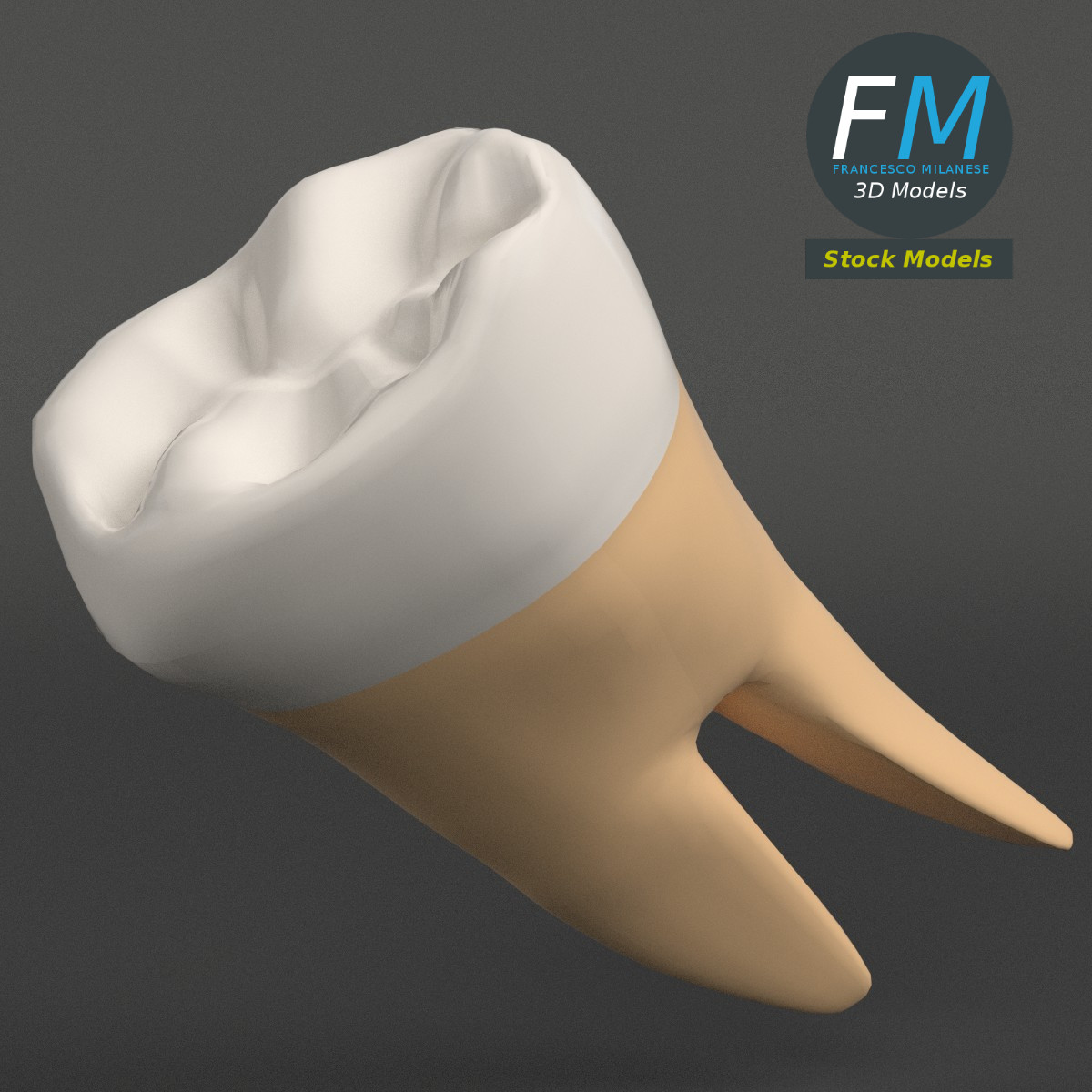 3D-Modell - Stilisierter Menschlicher Erster Molar - 04