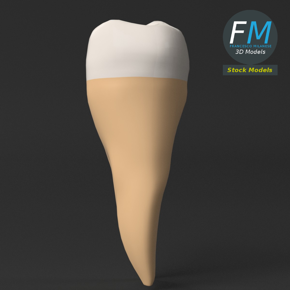 3D-Modell - Stilisierter Menschlicher Erster Molar - 05