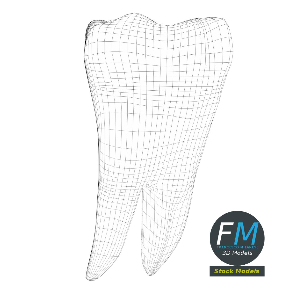 3D-Modell - Stilisierter Menschlicher Erster Molar - 07