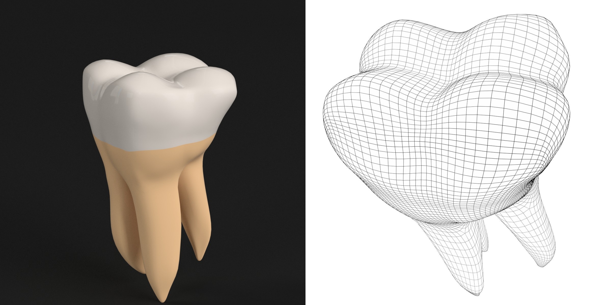 3D-Modell - Stilisierter Menschlicher Zweiter Molar