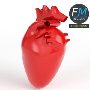 Анатомия человеческого сердца 3D модель
