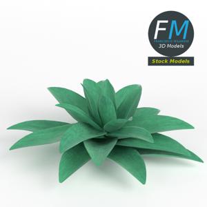 Stylized succulent plant PBR 3D Model