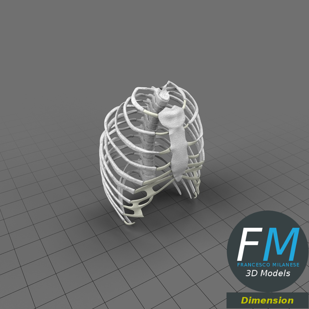 Anatomy - Human rib cage Adobe Dimension 3D Model